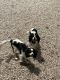Cavalier King Charles Spaniel Puppies for sale in Great Falls, VA, USA. price: $4,000