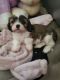 Cavalier King Charles Spaniel Puppies for sale in Sherman, TX, USA. price: $400