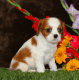 Cavalier King Charles Spaniel Puppies for sale in Manheim, PA 17545, USA. price: NA