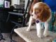 Cavalier King Charles Spaniel Puppies for sale in Plantation, FL, USA. price: $2,000