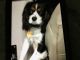 Cavalier King Charles Spaniel Puppies for sale in Ocean Springs, MS 39564, USA. price: $1,900