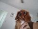 Cavalier King Charles Spaniel Puppies for sale in East Providence, RI 02914, USA. price: NA
