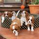 Cavalier King Charles Spaniel Puppies