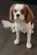 Cavalier King Charles Spaniel Puppies for sale in Winston-Salem, NC, USA. price: $1,200