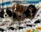 Cavalier King Charles Spaniel Puppies for sale in McAlester, OK 74501, USA. price: $1,500