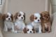 Cavalier King Charles Spaniel Puppies for sale in 7135 Gilespie St, Las Vegas, NV 89119, USA. price: $1,300
