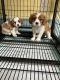 Cavalier King Charles Spaniel Puppies for sale in Cookeville, TN, USA. price: NA