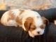 Cavalier King Charles Spaniel Puppies for sale in Caldwell, ID, USA. price: $3,500