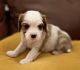 Cavalier King Charles Spaniel Puppies for sale in Avondale, AZ, USA. price: NA
