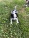 Cavalier King Charles Spaniel Puppies for sale in Westland, MI, USA. price: NA