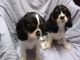 Cavalier King Charles Spaniel Puppies for sale in Sacramento, CA, USA. price: $1,400