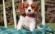Cavalier King Charles Spaniel Puppies for sale in New York, NY, USA. price: $450