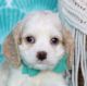 Cavalier King Charles Spaniel Puppies for sale in 7135 Gilespie St, Las Vegas, NV 89119, USA. price: $750