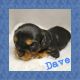 Cavalier King Charles Spaniel Puppies for sale in Mooresville, NC, USA. price: $3,000