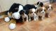 Cavalier King Charles Spaniel Puppies for sale in Cedar City, UT, USA. price: NA