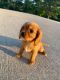 Cavalier King Charles Spaniel Puppies for sale in Greenwood, IN, USA. price: NA