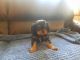 Cavalier King Charles Spaniel Puppies for sale in Roy, WA 98580, USA. price: NA