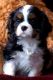 Cavalier King Charles Spaniel Puppies for sale in Centereach, NY, USA. price: NA