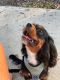Cavalier King Charles Spaniel Puppies for sale in Youngsville, NC 27596, USA. price: NA