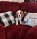 Cavalier King Charles Spaniel Puppies for sale in Springfield, OH, USA. price: $400