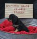 Cavalier King Charles Spaniel Puppies for sale in Prattville, AL, USA. price: $2,500