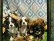 Cavalier King Charles Spaniel Puppies for sale in McAlester, OK 74501, USA. price: $1,000
