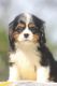Cavalier King Charles Spaniel Puppies for sale in Miami, FL, USA. price: $2,500,000