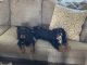 Cavalier King Charles Spaniel Puppies for sale in El Dorado, KS 67042, USA. price: $1,500