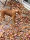Cavalier King Charles Spaniel Puppies for sale in Alpharetta, GA, USA. price: $750