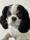 Cavalier King Charles Spaniel Puppies for sale in Saunderstown, North Kingstown, RI 02874, USA. price: $1,500