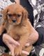 Cavalier King Charles Spaniel Puppies for sale in Crestview, FL, USA. price: $1,595