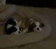 Cavalier King Charles Spaniel Puppies for sale in Zanesville, OH 43701, USA. price: $200,000