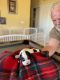 Cavalier King Charles Spaniel Puppies for sale in Sierra Vista, AZ, USA. price: $2,000