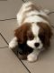 Cavalier King Charles Spaniel Puppies for sale in 11031 N Kendall Dr, Miami, FL 33176, USA. price: $6,000