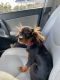 Cavalier King Charles Spaniel Puppies for sale in Lehigh Acres, FL, USA. price: $600