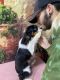 Cavalier King Charles Spaniel Puppies for sale in Loogootee, IN 47553, USA. price: NA