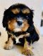 Cavalier King Charles Spaniel Puppies for sale in Tucson, AZ, USA. price: $2,000