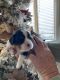 Cavalier King Charles Spaniel Puppies for sale in Mystic Islands, NJ 08087, USA. price: NA