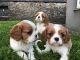 Cavalier King Charles Spaniel Puppies for sale in Alabama Ave, Brooklyn, NY 11207, USA. price: $1,200