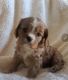 Cavalier King Charles Spaniel Puppies for sale in Wesley, AR 72773, USA. price: $900