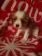 Cavalier King Charles Spaniel Puppies for sale in Martinsville, IN 46151, USA. price: NA