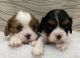 Cavalier King Charles Spaniel Puppies for sale in Mt Pleasant, IA 52641, USA. price: $1,600