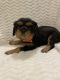 Cavalier King Charles Spaniel Puppies for sale in Faribault, MN 55021, USA. price: $1,500