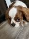 Cavalier King Charles Spaniel Puppies for sale in Cedar City, UT, USA. price: $2,500