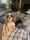 Cavalier King Charles Spaniel Puppies for sale in Gainesville, GA, USA. price: $1,500