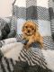 Cavalier King Charles Spaniel Puppies for sale in Hattiesburg, MS, USA. price: NA