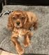 Cavalier King Charles Spaniel Puppies for sale in Lake Station, IN, USA. price: $550