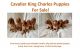 Cavalier King Charles Spaniel Puppies for sale in Henderson, NV, USA. price: $1,500