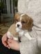 Cavalier King Charles Spaniel Puppies for sale in Bridgewater, VA, USA. price: $2,000