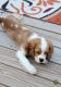 Cavalier King Charles Spaniel Puppies for sale in Southfield, MI, USA. price: $1,575